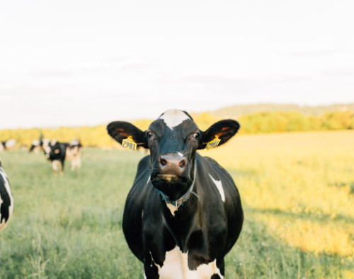 Image for Daisy Lab: Producing dairy identical proteins without the cow - Series A raise