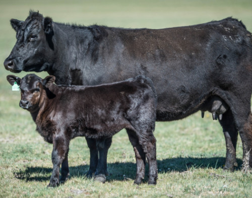 Image for ART Lab Solutions: An easier way for cattle pregnancy detection - investment and strategic partners